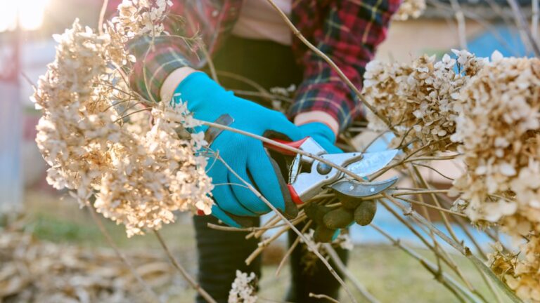 Seasonal spring work in the garden backyard, pruning a hydrangea bush with pruning shears.