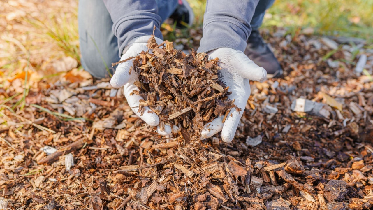 wood chips mulching composting. Hands in gardening gloves of person hold ground wood chips for mulching the beds. Increasing soil fertility, mulching, composting organic waste