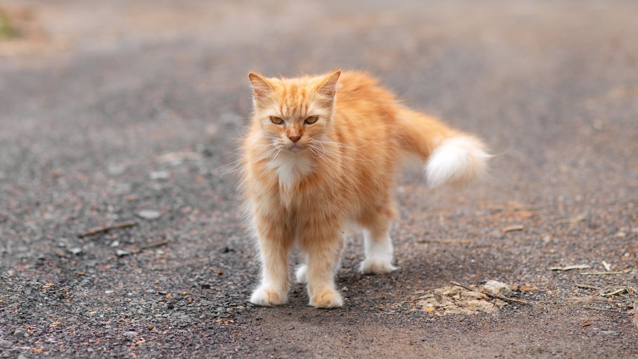 orange persian cat big cute standing on the road