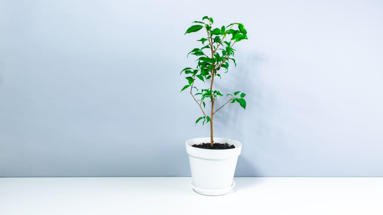 Small beautiful houseplant Dwarf Ficus Benjamin or Weeping Fig Tree in an white small flowerpot on white-gray background. Concept of care and cultivation of indoor home plants. 