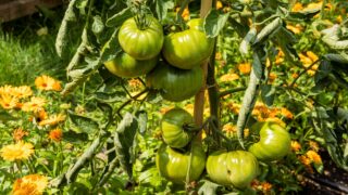 Green unripe tomato fruits at plant in home garden outside.