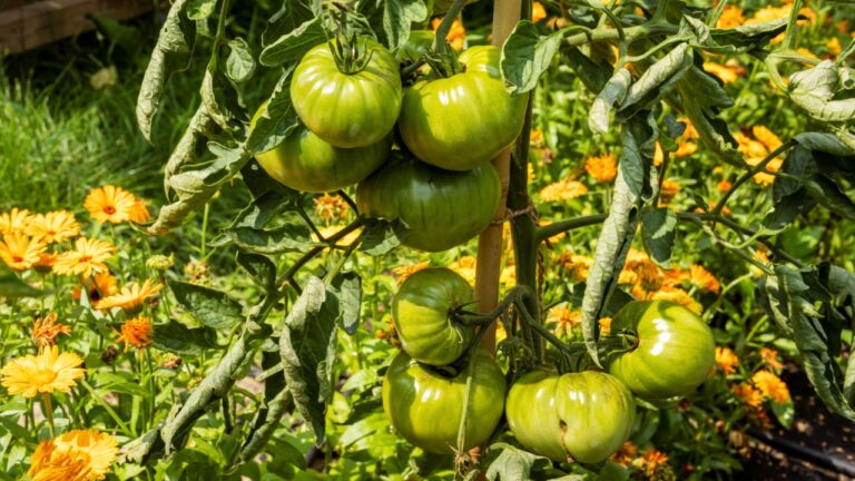 Green unripe tomato fruits at plant in home garden outside.