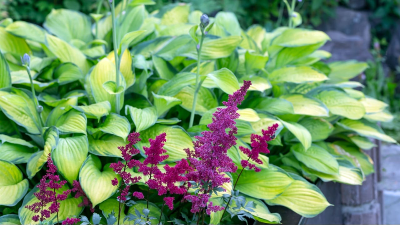 Hosta and astilba in the garden. Perennial flowers, gardening, landscaping.