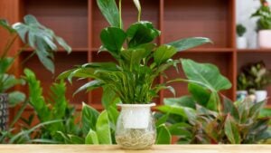 Spathiphyllum (Peace Lily) aquatic plants. Houseplant care concept. Decoration on the desk. Indoor plant.