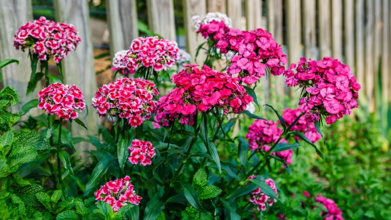 Mixed variety of pink sweet william flowers growing in a patch of mint leaves along a residential wooden fence