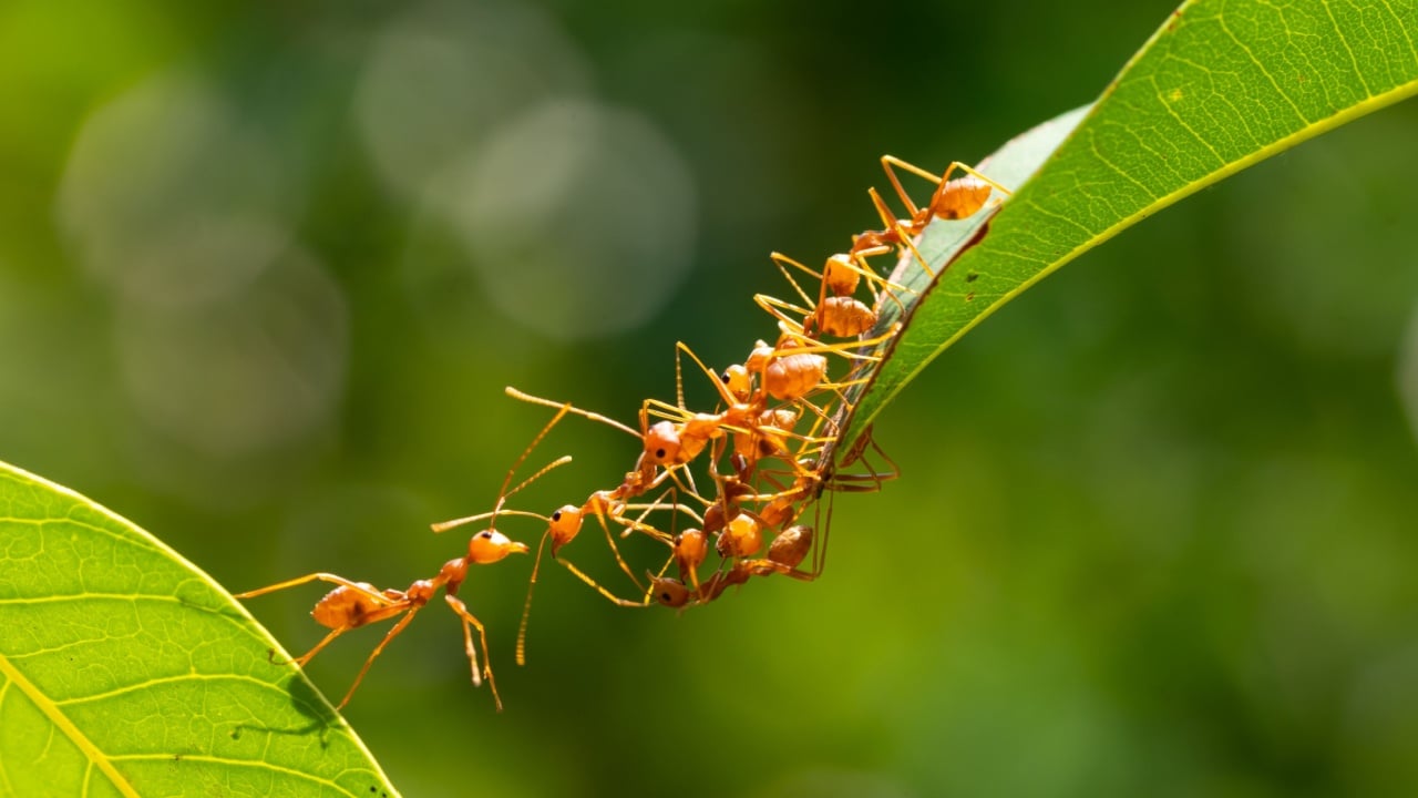 Ant action standing.Ant bridge unity team,Concept team work together Red ant,Weaver Ants (Oecophylla smaragdina), Action of ant carry food
