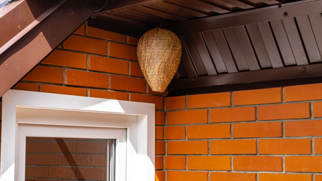 Life hack. Wasp nest decoy of paper in form of elongated ball under roof of country house. Close-up of false wasp nest under brown metal profile roof. Brick wall made of orange Italian facing bricks.