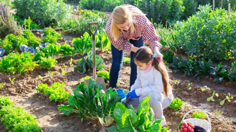 Teenage girl with her mother harvesting fresh green lettuce on a farm field on a sunny spring day