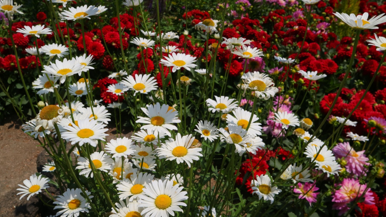 various flowers in the garden