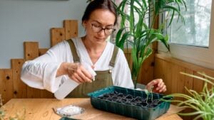 Woman sowing germinated seeds in mini greenhouse at home. Home leisure growing seedlings at home. Gardening in apartment.