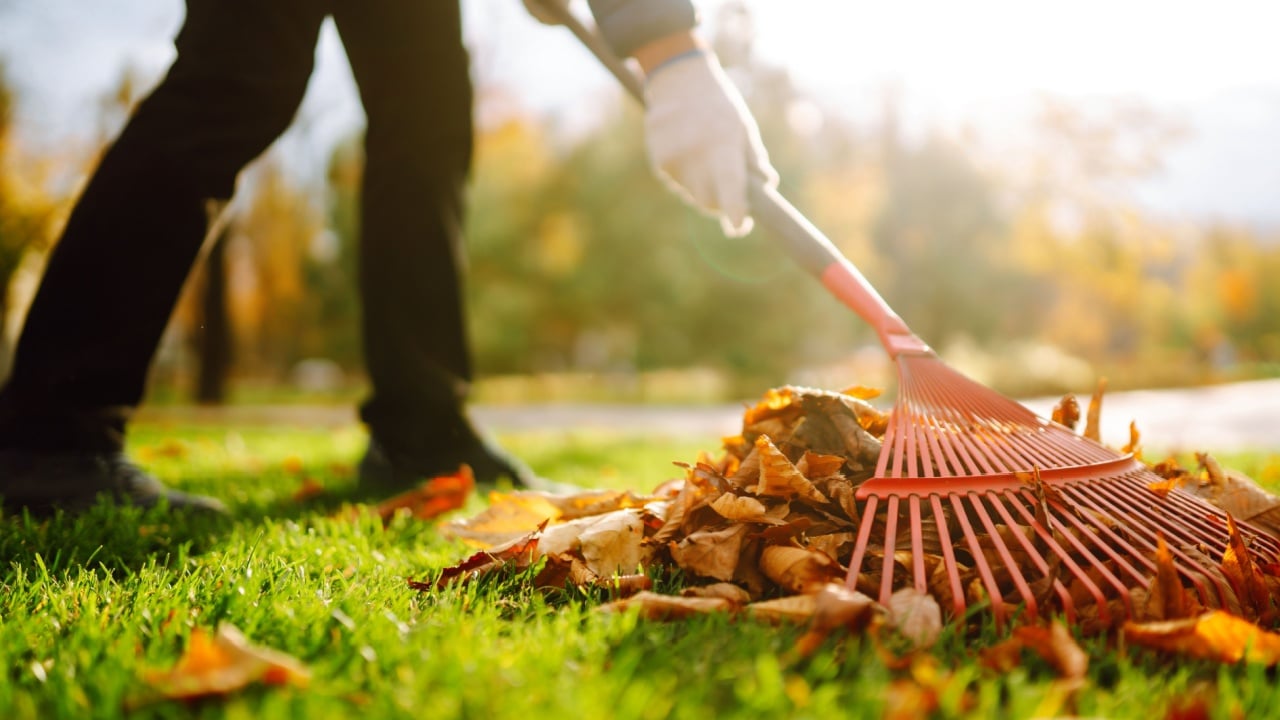 Autumn clean in garden back yard. Rake and pile of fallen leaves on lawn in autumn park. Volunteering, cleaning, and ecology concept. Seasonal gardening.