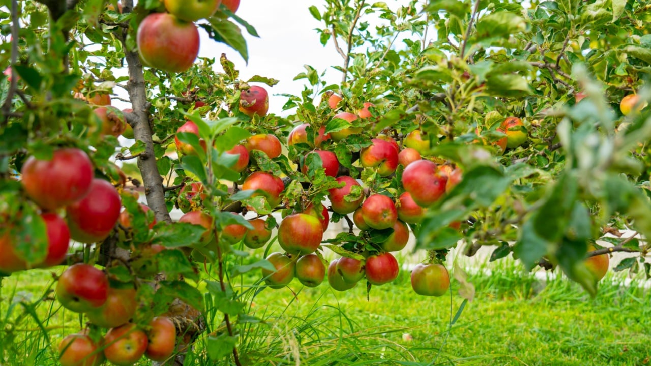 Ripe juicy red apples. Dwarf trees. Apple tree in old orchard.