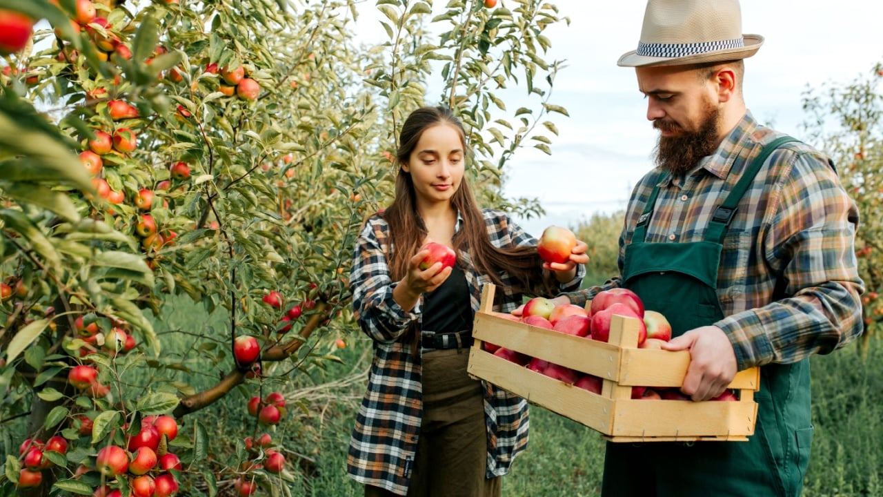 man and a woman work on a family farm, she picks apples, he holds a box. Young people are happy and glad that a rich harvest has been born. Orchard fruits apple work hard. Family business.