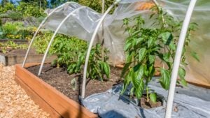 Bellevue, Washington State, USA. Better Belle sweet pepper growing in a partially-covered hoop house in a raised bed garden.