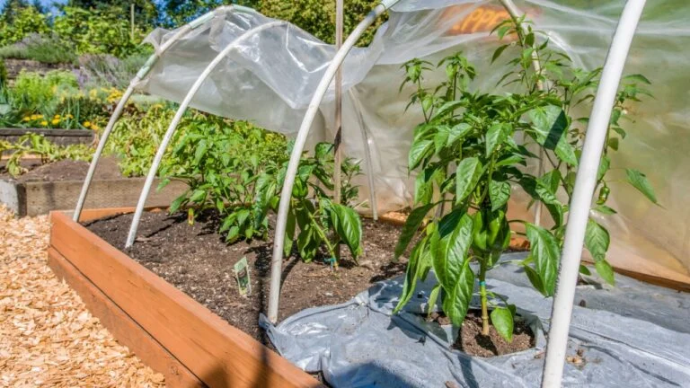Bellevue, Washington State, USA. Better Belle sweet pepper growing in a partially-covered hoop house in a raised bed garden.
