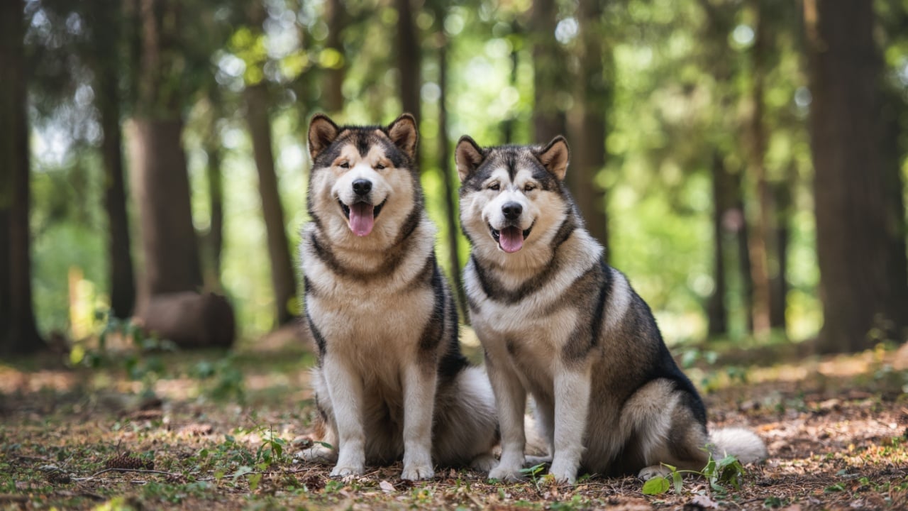 Outdoors Portrait Two Female Alaskan Malamute