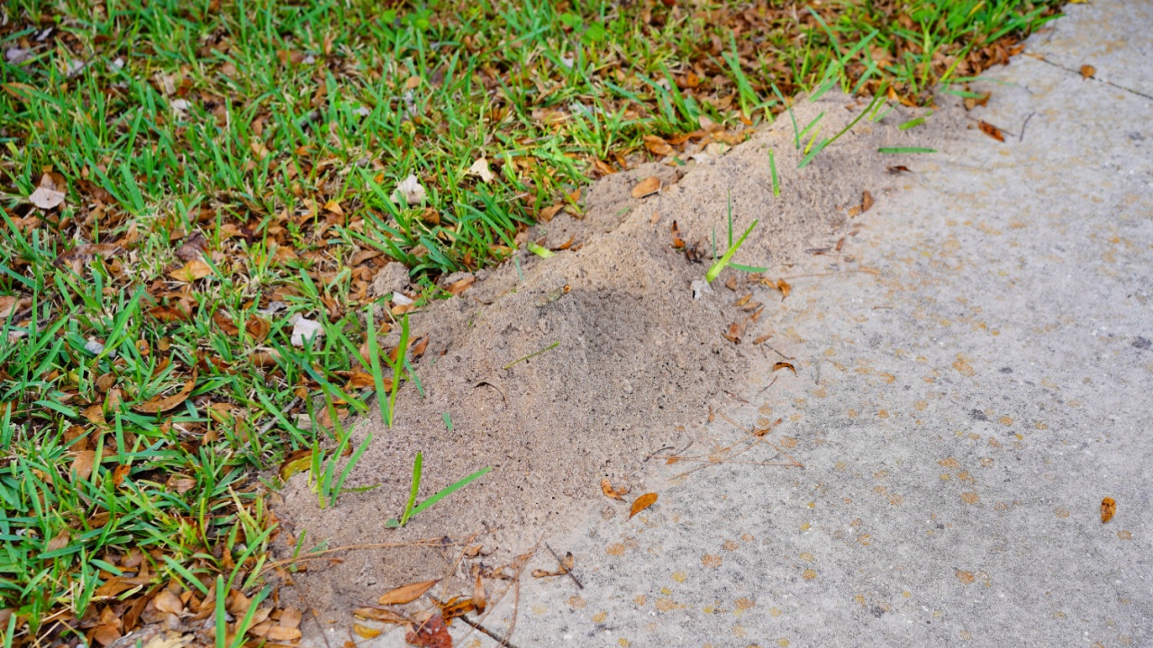 A big Fire Ant Mound surround by green grass