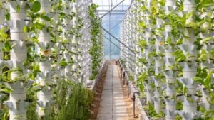 Sustainable Agriculture. Hydroponics based production method farm. Wellness, healthy and sustainable food sourcing concept. Vertical Farming.