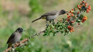 Cute little bird. Nature background. A closeup shot of a bird sitting on a tree branch