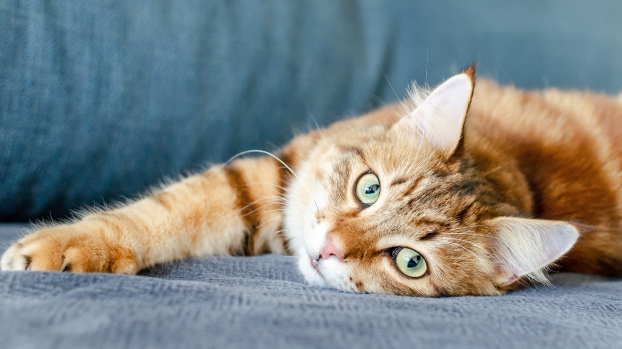 Portrait of a red Ginger stripped color siberian cat with yellow green eyes lying on the floor at home. Fluffy purebred straight-eared long hair male kitty. Adorable domestic pet concept.