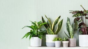 Home plants variete on a white shelf, indoor garden
