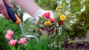 A man is pulling dandelion, weeds out from the grass loan outside.