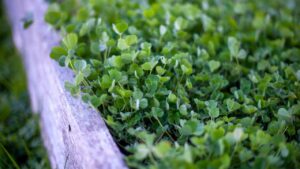 Garden clover leafs in the garden bed. Known as a cover crop to increase nutrients in the soil.