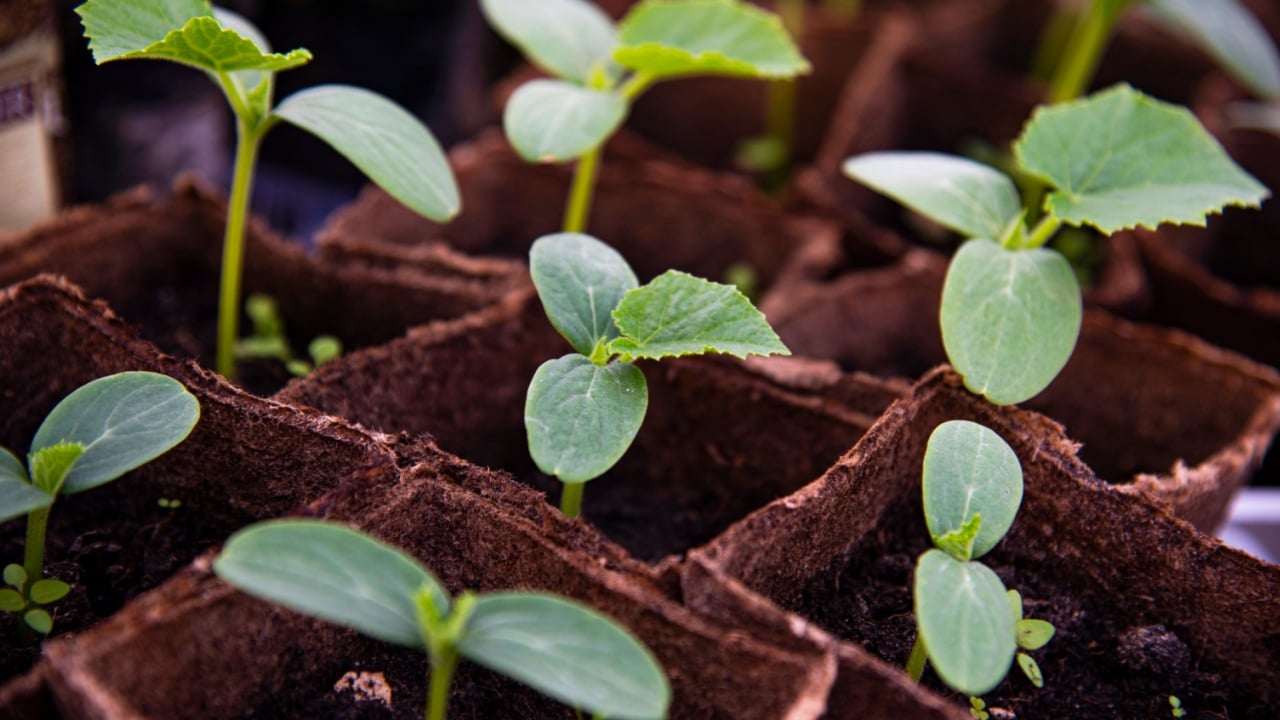 Young sprouts of garden cucumbers. Three-leaf seedlings. The peat pots filled with fertile dark soil. Planting vegetables at home or in green house. Growing from seeds. Healthy food production