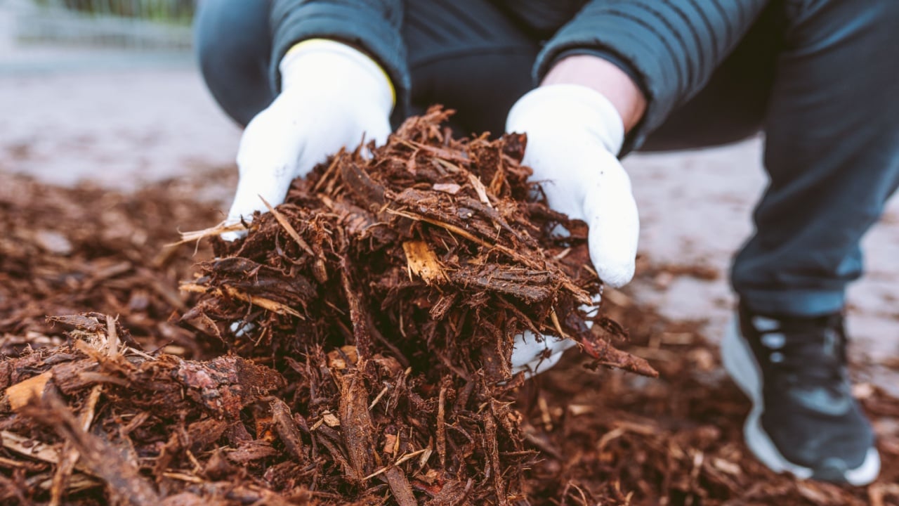 gardener's gloved hands hold garden mulch recycled from tree bark and wood cuts. Natural fertilizer for soil, mulching, recycling of biological waste