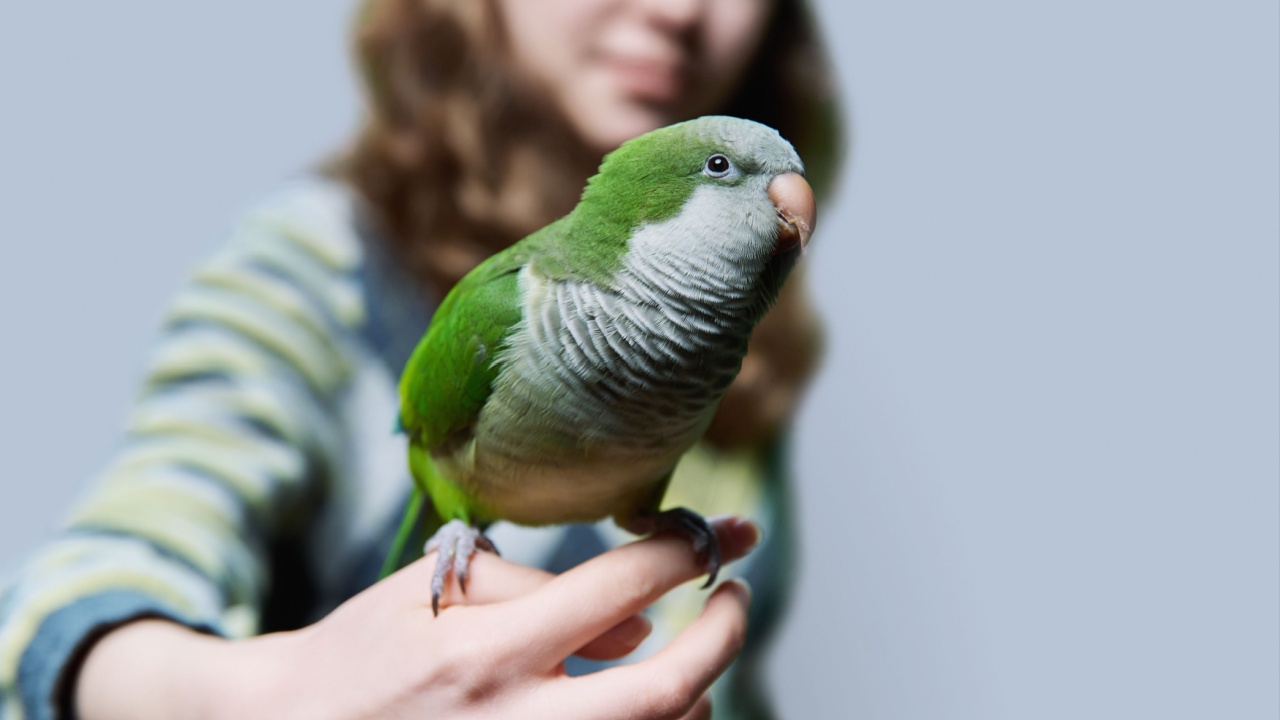Green Quaker parrot sitting on girl's hand,