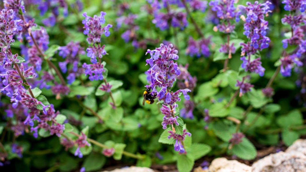 Salvia verticillata, the lilac sage or whorled clary, is a herbaceous perennial native to a wide area ranging from central Europe to western Asia, and naturalized in northern Europe and North America.