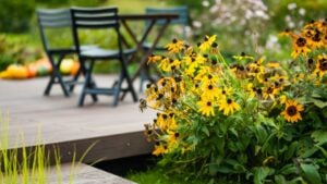 Bright yellow flowers of rudbeckia, commonly known as coneflowers or black eyed susans, in late autumn garden. Rudbeckia fulgida or perennial coneflower blossoming outdoors. Rudbeckia hirta Maya.