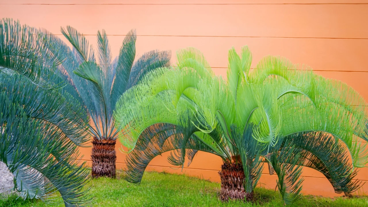 Beautiful Sago Cycad palm and Cycas Cairnsiana are growing on green lawn with orange concrete wall in front yard area at home