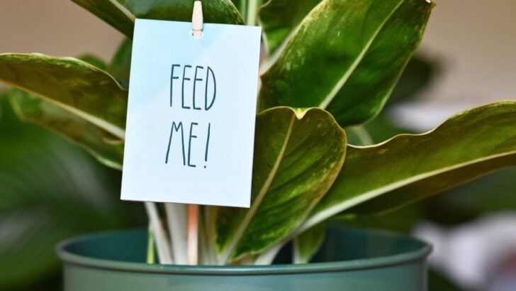 It&rsquo;s Almost April &mdash; Here&rsquo;s Exactly When (and When Not) to Fertilize Your Houseplants This Year