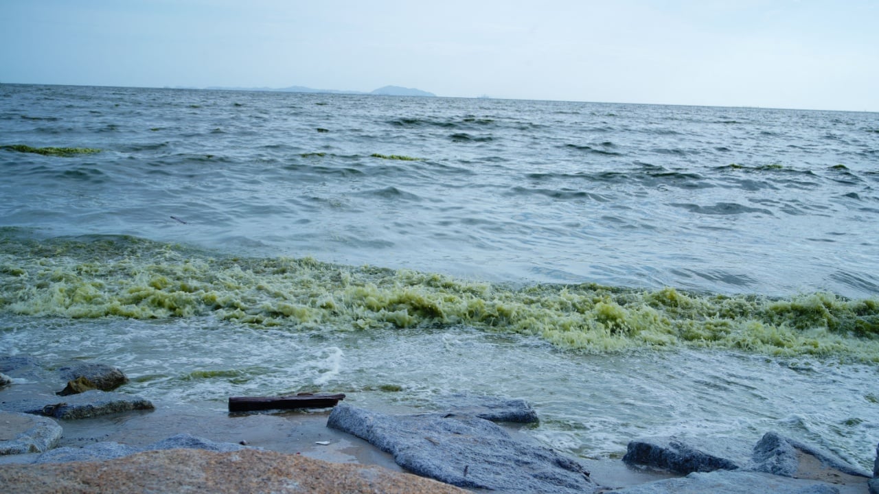 Algal bloom or Plankton Bloom at Bangsaen in thailand