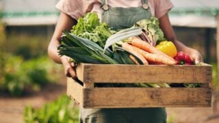 Farmer hands, box and vegetables in greenhouse for agriculture, supply chain business and product in basket. Person, seller or worker in gardening for sustainability NGO, nonprofit and food harvest