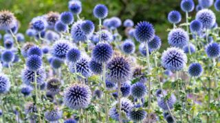 Blue globe thistle Echinops ritro flowering in a garden
