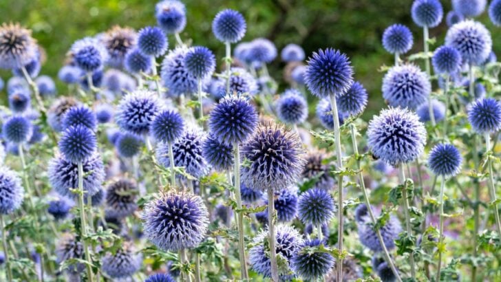 12 Perennials Experienced Gardeners Quietly Swear By (And You&rsquo;ve Probably Never Grown)