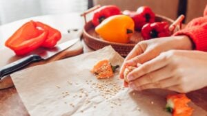 Collecting seeds from sweet peppers at home. Woman picks seeds from ripe organic vegetables to grow healthy food. Propagating