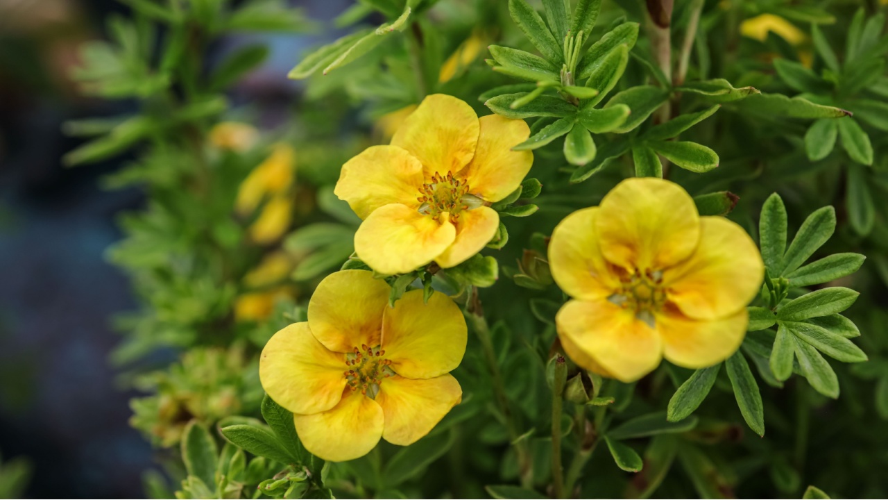 Dasiphora fruticosa is a species of hardy deciduous flowering shrub in the family Rosaceae. Common names include shrubby cinquefoil, golden hardhack, bush cinquefoil, shrubby five-finger.