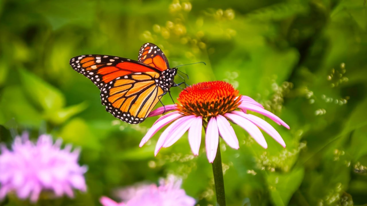 A Monarch butterfly" (Danaus Plexippus) sipping nectar through its proboscis from a Echinacea flower, natural blurred