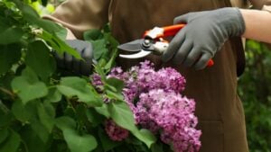 Gardener pruning lilac branch with secateurs outdoors, closeup