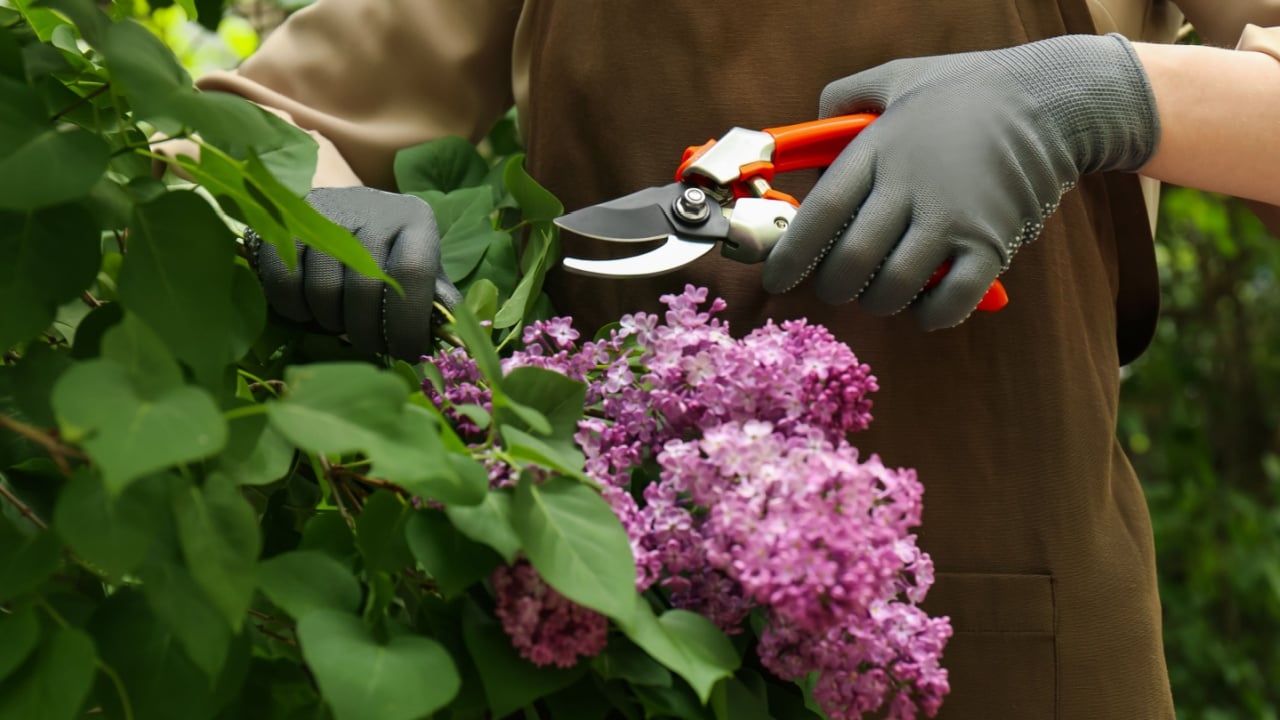 Gardener pruning lilac branch with secateurs outdoors, closeup