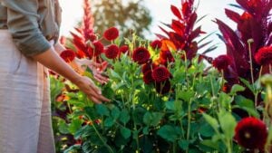 Woman gardener enjoying red dahlias blooms on rural flower farm. Bouquet harvest at sunset. Cut flower
