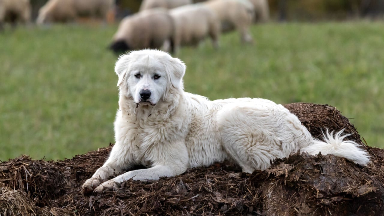 A Maremma guardian sheepdog sitting on a muck heap with blurred sheep in the background.