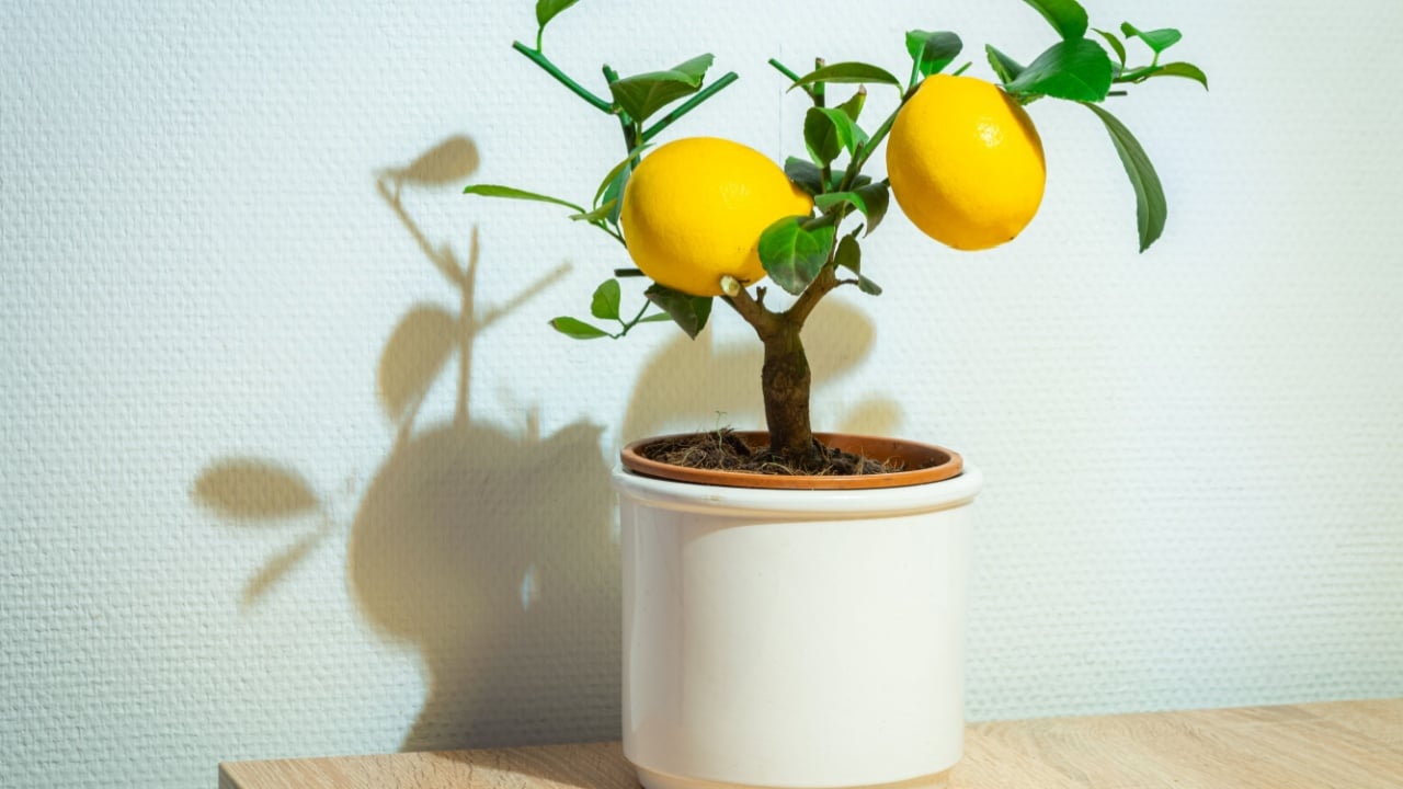 Small lemon tree with lemons in a pot, for decoration at home