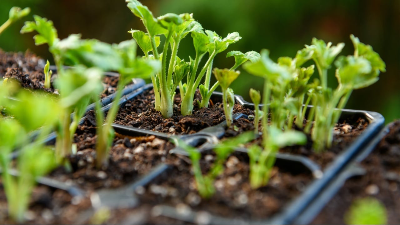 Seedling tray full of young sprouting Ranunculus plants. Persian buttercup ranunculus seedlings in a propagation tray.