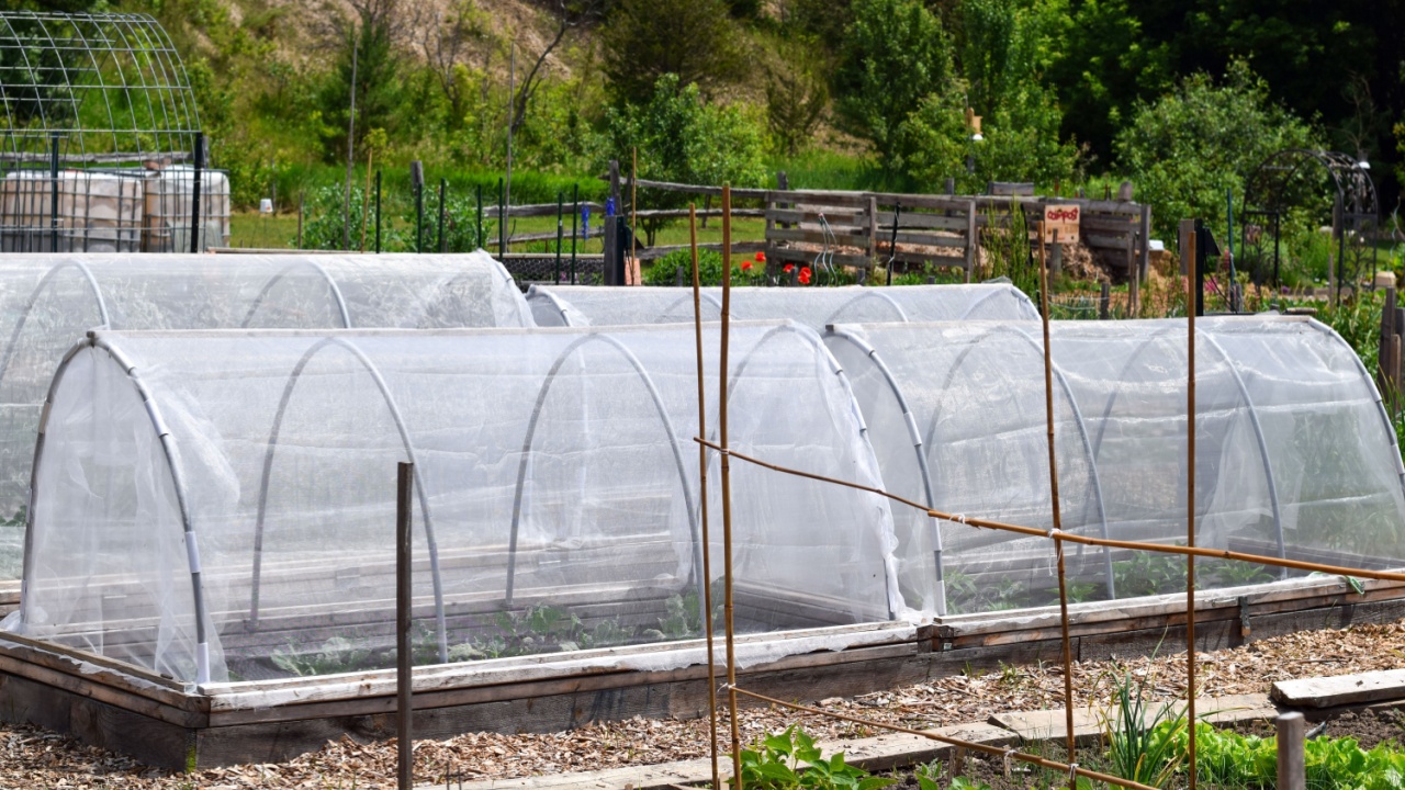 Vegetable plants covered by protection netting tunnels, floating row covers, in a community garden