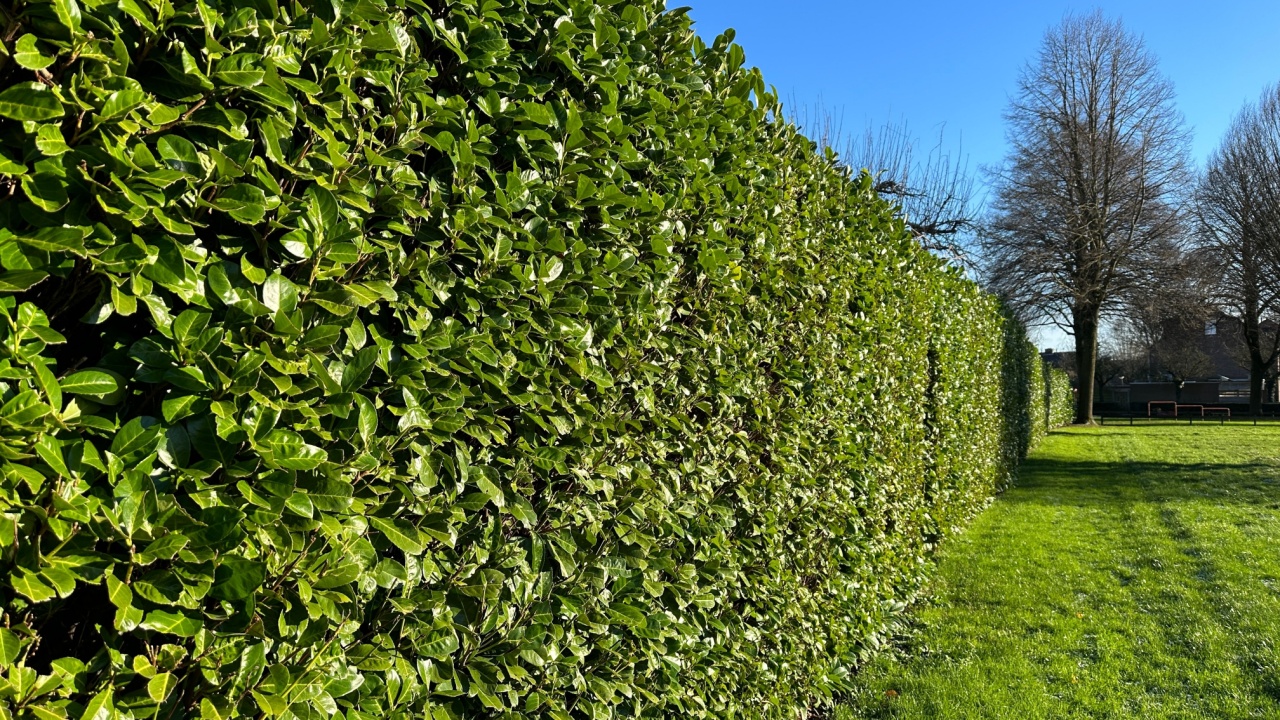 Green hedge Cherry Laurel. Cherry Laurel is ideal as a privacy screen or to reduce noise and wind. Its adaptability and striking appearance make Cherry Laurel one of the most popular types of Laurel 