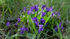 Viola odorata , wood violet, sweet,English,common violet,florist's violet, garden violet in the forest during the flowering and collection period for the manufacture of medicinal herbs